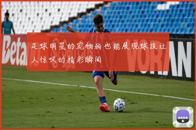 足球明星的宠物狗也能展现球技让人惊叹的精彩瞬间